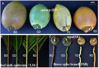 Genome-wide identification, classification and expression analysis of MYB gene family in coconut (Cocos nucifera L.)